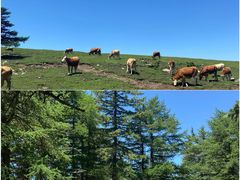 -芦芽山旅游度假区
