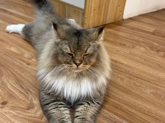 -COLOR PETS 撸猫馆·购猫·猫咖(长风大悦城店)
