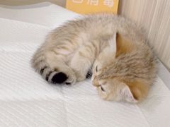 -纳吉亚猫专科动物医院(康都外科中心)