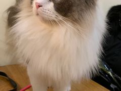 -滚猫咖啡·猫咖·猫友好撸猫(未来城店)