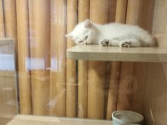-米乐乖乖猫咪咖啡馆·猫咖(深圳湾后海汇店)