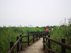 -西青郊野公园