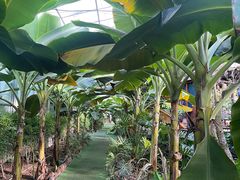 -呀路古热带植物园