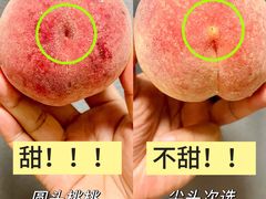 -老袁家蜜桃农场·阳山水蜜桃