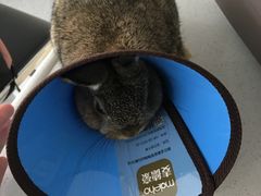 -菲丽丝宠物医院·24小时·猫科中心·免疫点(淮海分院)