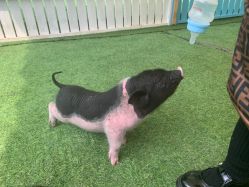 -萌宠亲子动物乐园(槐房万达店)