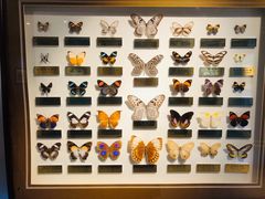 -上海昆虫博物馆