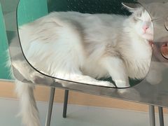 -飞行喵MR PILOT|猫舍·猫咖(静安大融城店)