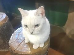 -猫猫幼稚园·撸猫·桌游·电玩