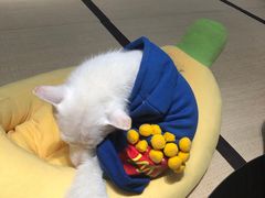-逗柴咖啡屋·狗咖猫咖宠物桌游