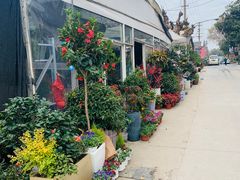 -金陵花卉交易市场