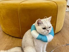 -1013 PET SHOP精品宠物商店(丁香店)