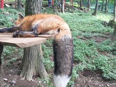 -宫城藏王狐狸村