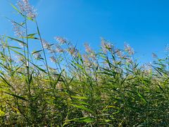 -野鸭湖国家湿地公园
