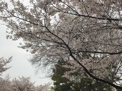 -武汉大学-樱园