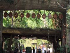 -西双版纳原始森林公园