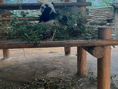 -西霞口神雕山野生动物世界