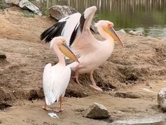 -盐城丹顶鹤湿地生态旅游区