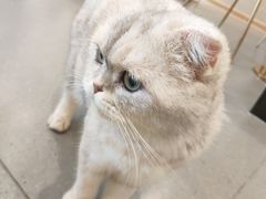 -飞行喵MR PILOT|猫舍·猫咖(静安大融城店)