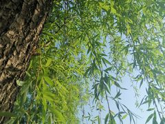 -两河城市森林公园