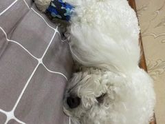 -邢大夫动物医院