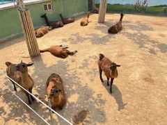 -西霞口神雕山野生动物世界