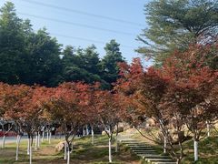 -广州市帽峰山景区