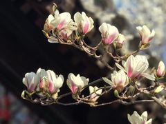 -金链花·泰国餐厅(国贸店)