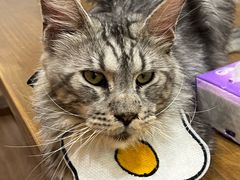 -楼上猫咖(罗湖店)