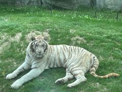 -北京野生动物园