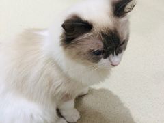 -藏猫猫咖啡主题馆(中央大道店)