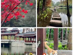 -重庆彩云湖湿地公园