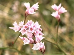 -敕勒川草原文化旅游区