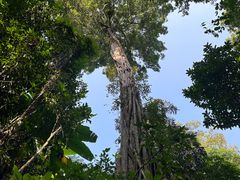 -西双版纳原始森林公园