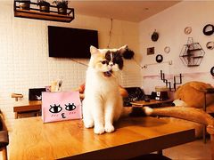 -平行世界·猫咖(首经贸店)