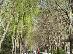 -大兴滨河森林公园