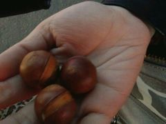 -杨记板栗(天虹总店)