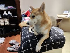 -逗柴咖啡屋·狗咖猫咖宠物桌游
