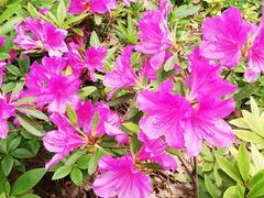 -章氏(车站北路店)