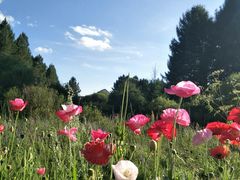 -塞罕坝国家级自然保护区