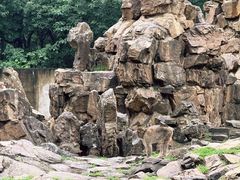 -合肥野生动物园