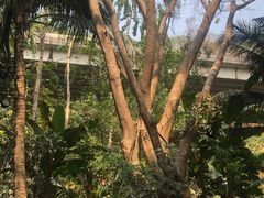 -西双版纳原始森林公园