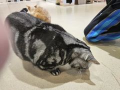 -藏猫猫咖啡主题馆(中央大道店)