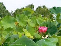 -莲花池公园