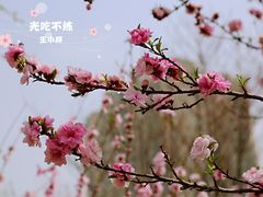 -望湖公园