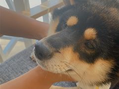 -南京Hallo宠物乐园·哈罗犬舍·柴犬繁育基地