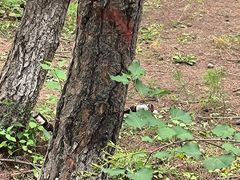 -帽儿山国家森林公园