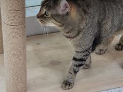 -喵园·猫主题咖啡厅·撸猫·猫咖(国贸店)