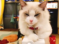 -猫在这儿猫咪咖啡馆·撸猫馆