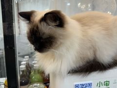 -共舞时光猫咖·狗咖(新街口店)